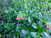 Escallonia rubra Macrantha