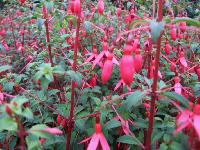 Fuchsia ricartonii