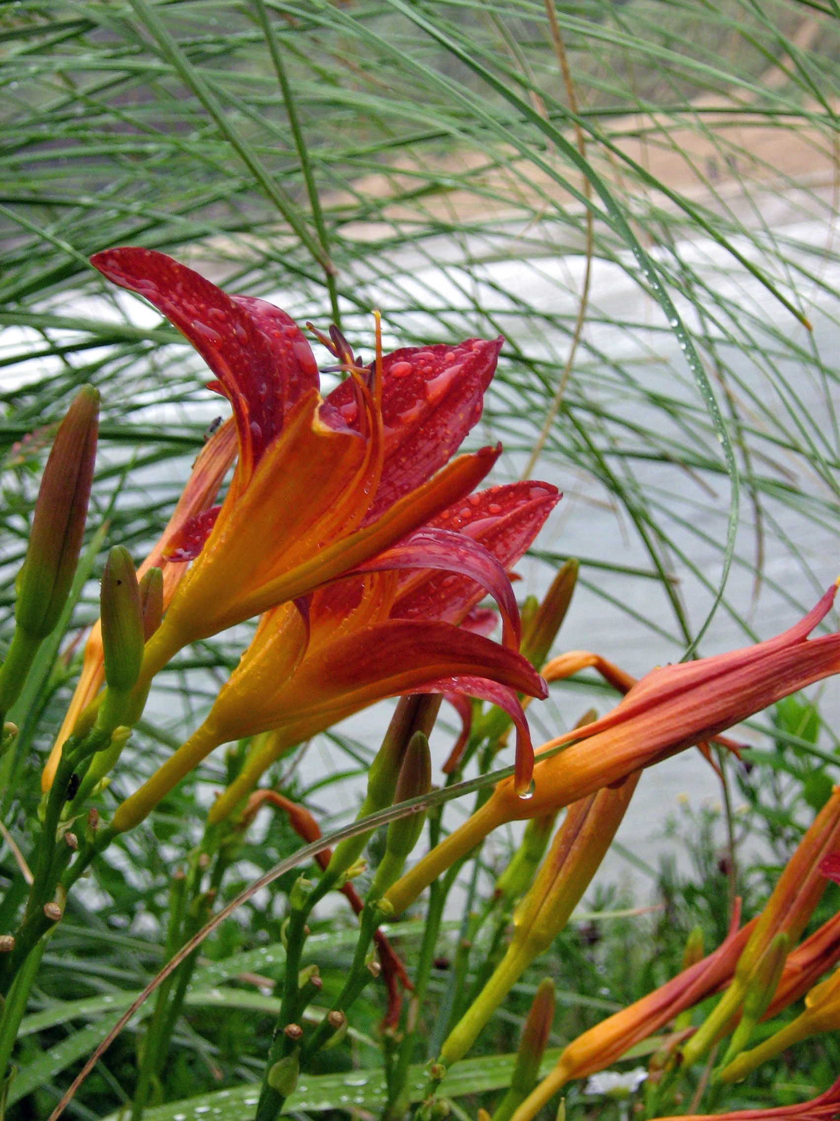 Planting by the sea Planting by the sea