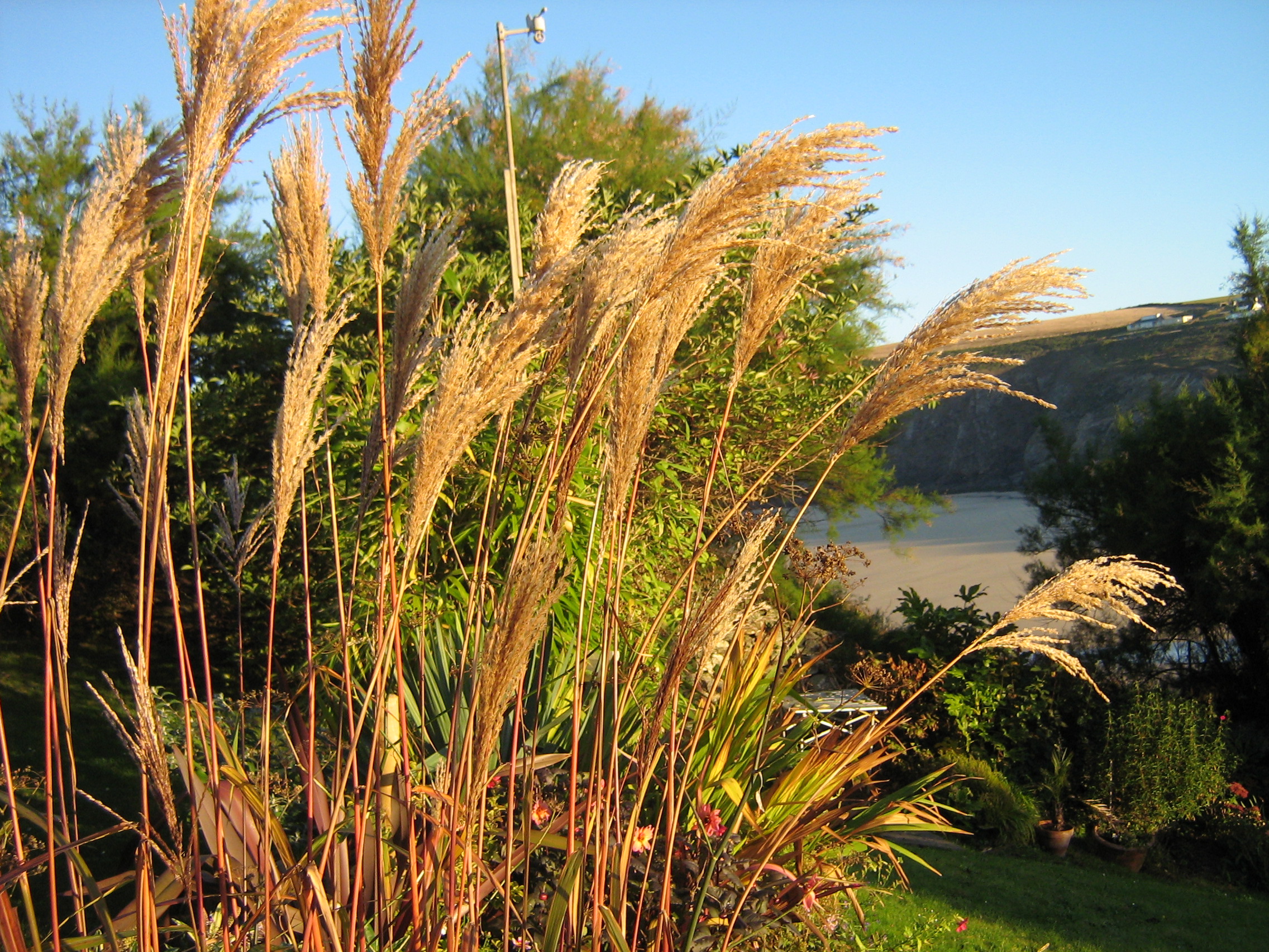 Pampas make a statement