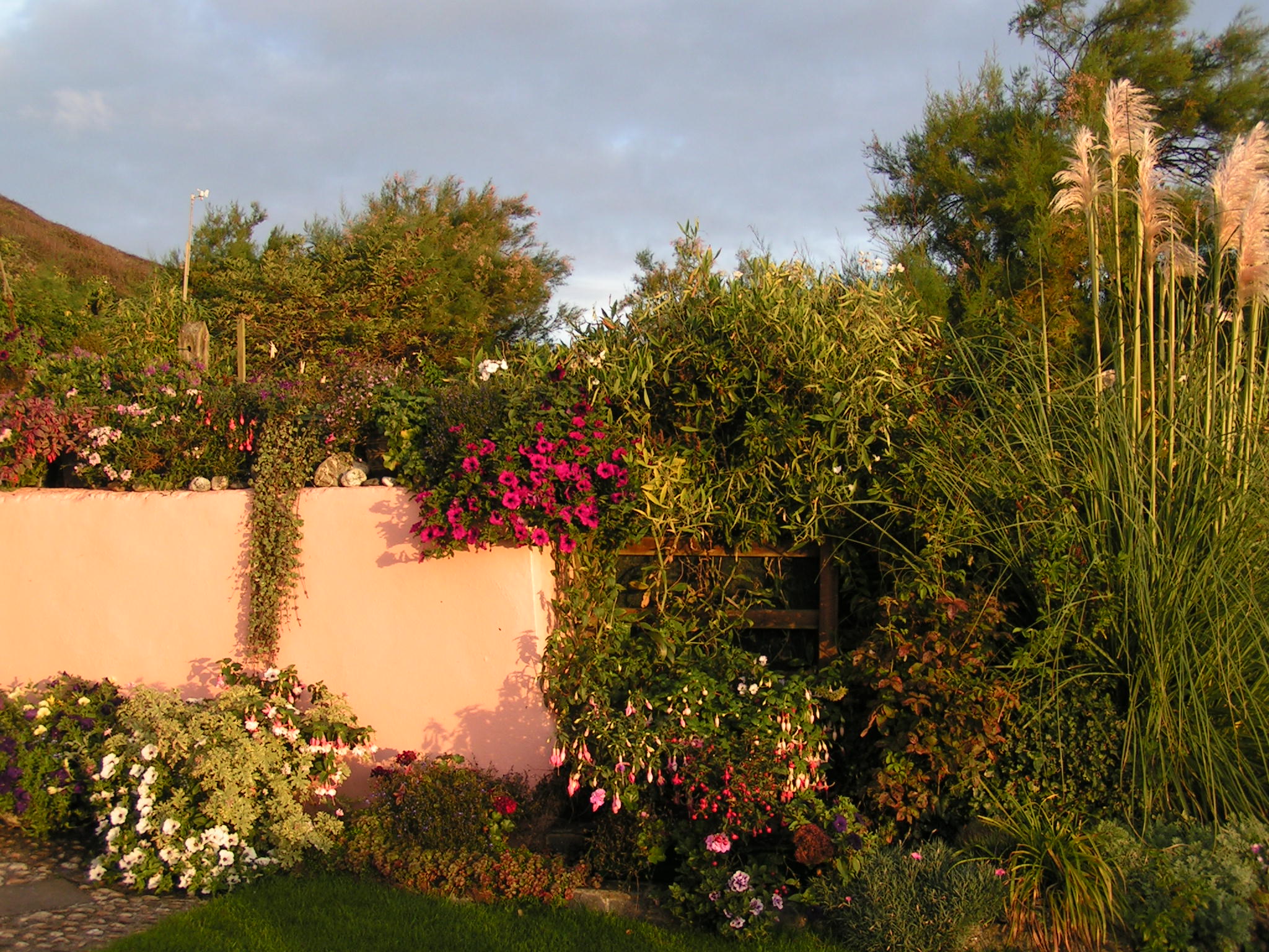 Pampas and colour by the coast