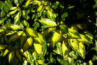 Eleagnus ebbingei