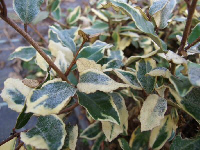 Eleagnus ebbingei Limelight