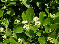 Euonymus japonicus
