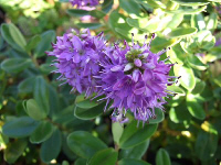 Hebe franciscana 