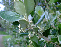 Olearia traversii