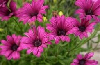 Picture of Osteospermum Tresco Purple