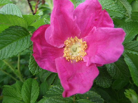 Rosa rugosa